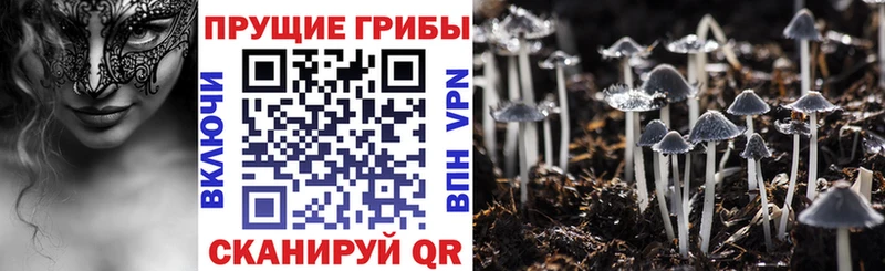 Галлюциногенные грибы мицелий  блэк спрут зеркало  Хилок 
